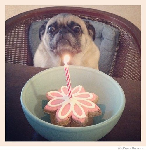 birthday-pug