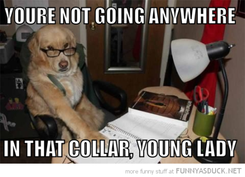 funny-dad-dog-glasses-not-going-coller-young-lady-pics