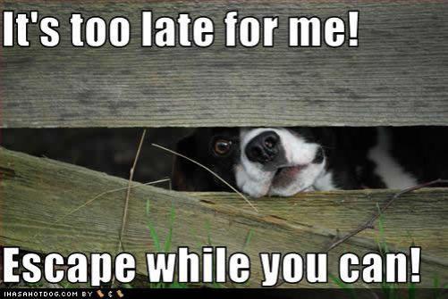 funny-dog-pictures-late-escape