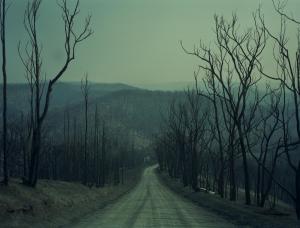 A Road Through Charred Forest in Steel Creek