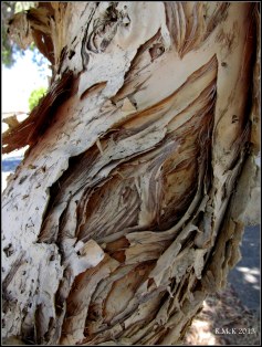 paperbark-tree-bark_3