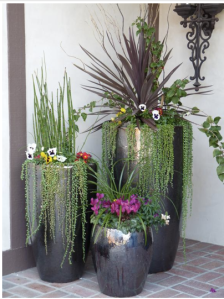 Pot-plants are easy to move in the summer